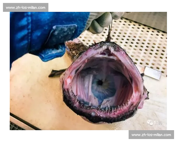 岱山海钓者意外发现：不同鱼类竟有独特 “语言”，百年渔谚暗藏声学密码